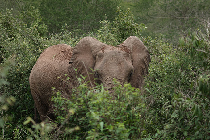 Im Norden Tansanias unterstützt die Tanzanian Elephant Foundation die friedliche Koexistenz von Elefanten und Menschen Foto: TEF