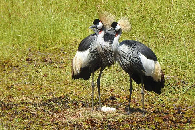 Ein Kronenkranichpaar an seinem Nest am Lake Ol'Bolossat - Foto: CCV