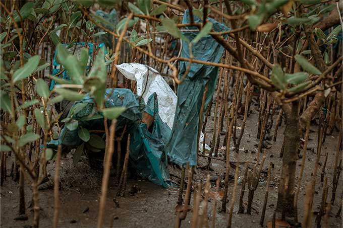 Durch Plastikmüll werden die Mangroven zunehmend erstickt und dieses wichtige Ökosystem bedroht. - Foto: HUDEFO