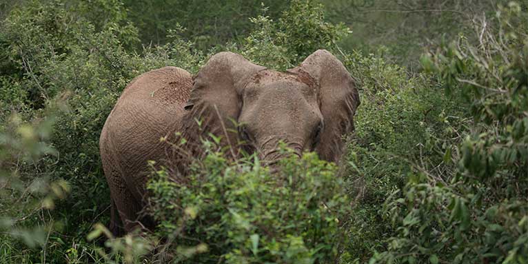 Im Norden Tansanias unterstützt die Tanzanian Elephant Foundation die friedliche Koexistenz von Elefanten und Menschen. - Foto: TEF