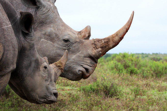 Nashörner sind vor allem durch Wilderei bedroht. Ein Kilogramm ihres Horns bringt auf dem Schwarzmarkt in China und Vietnam bis zu 100.000 US-Dollar ein - Foto: Jonathan Pledger