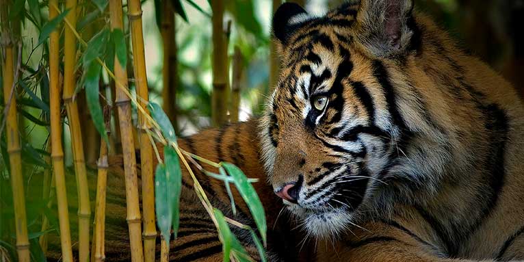 Tiger im Bambuswald - Foto: T. Herzog