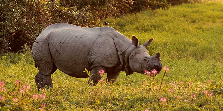 Panzernashorn im Kaziranga Nationalpark, Indien - Foto: NABU/Barbara Maas