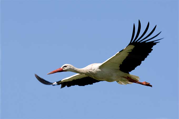 Fliegender Weißstorch - Foto: Frank Derer